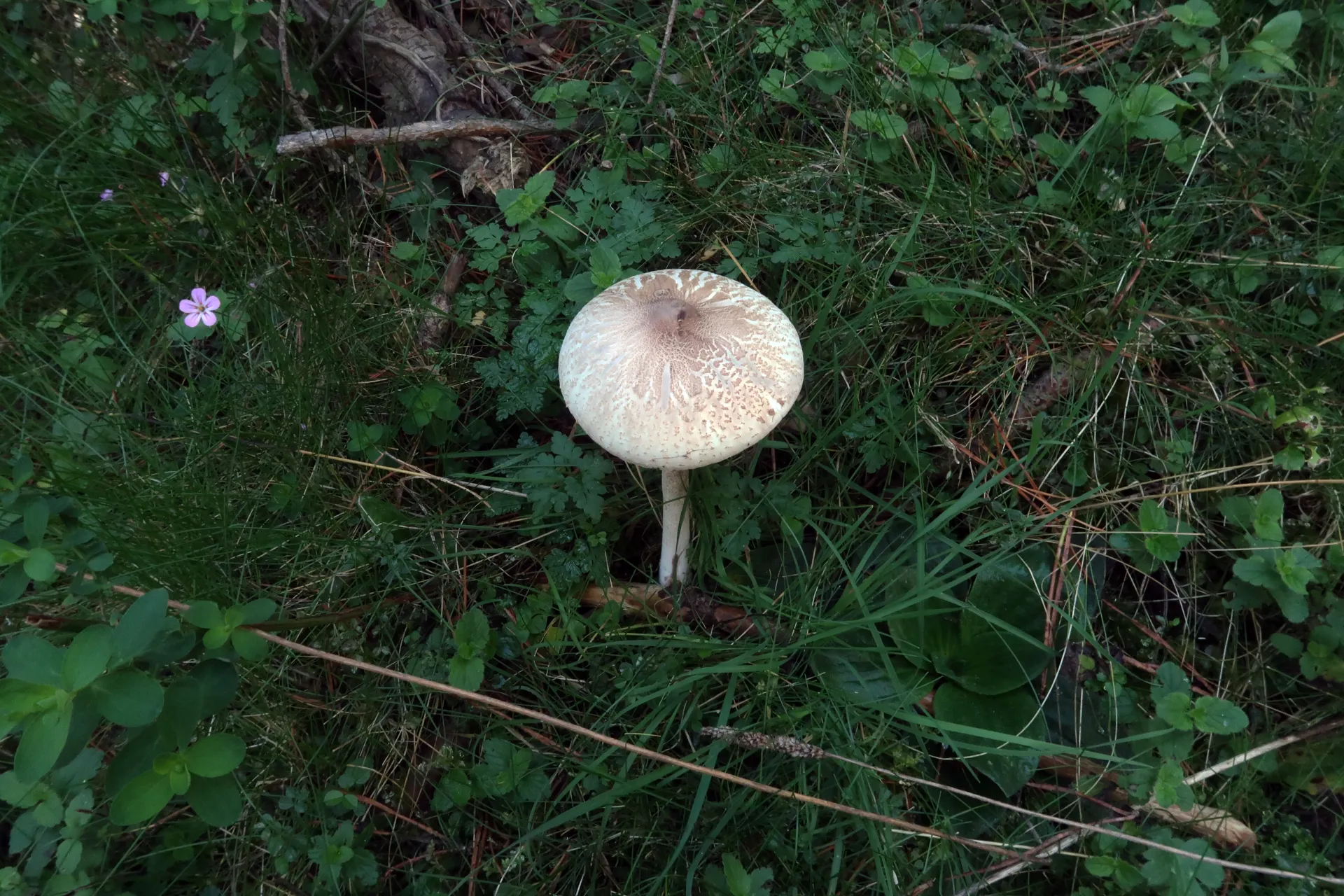 Macrolepiota mastoidea - 1